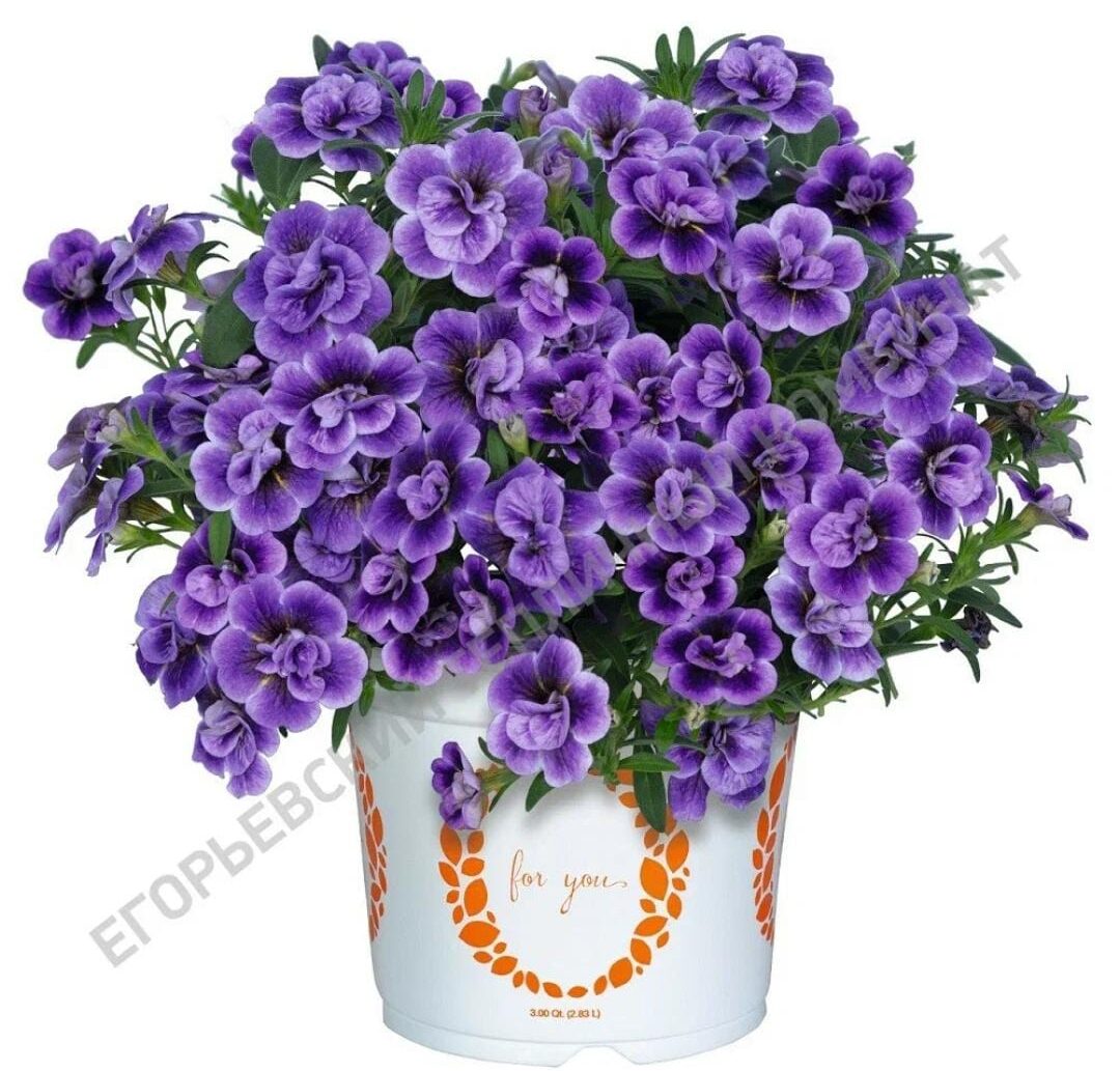 Калиобрахоа Aloha Double Sky Blue. Укоренённый черенок.