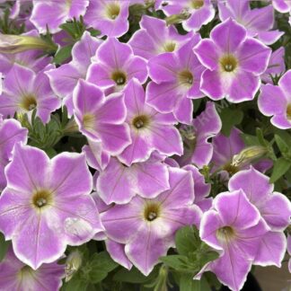 Петуния Cascadias Lilac Frost. Укоренённый черенок.