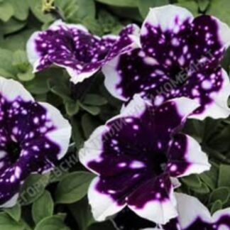 Петуния AlpeTunia Glacier Sky. Укоренённый черенок.