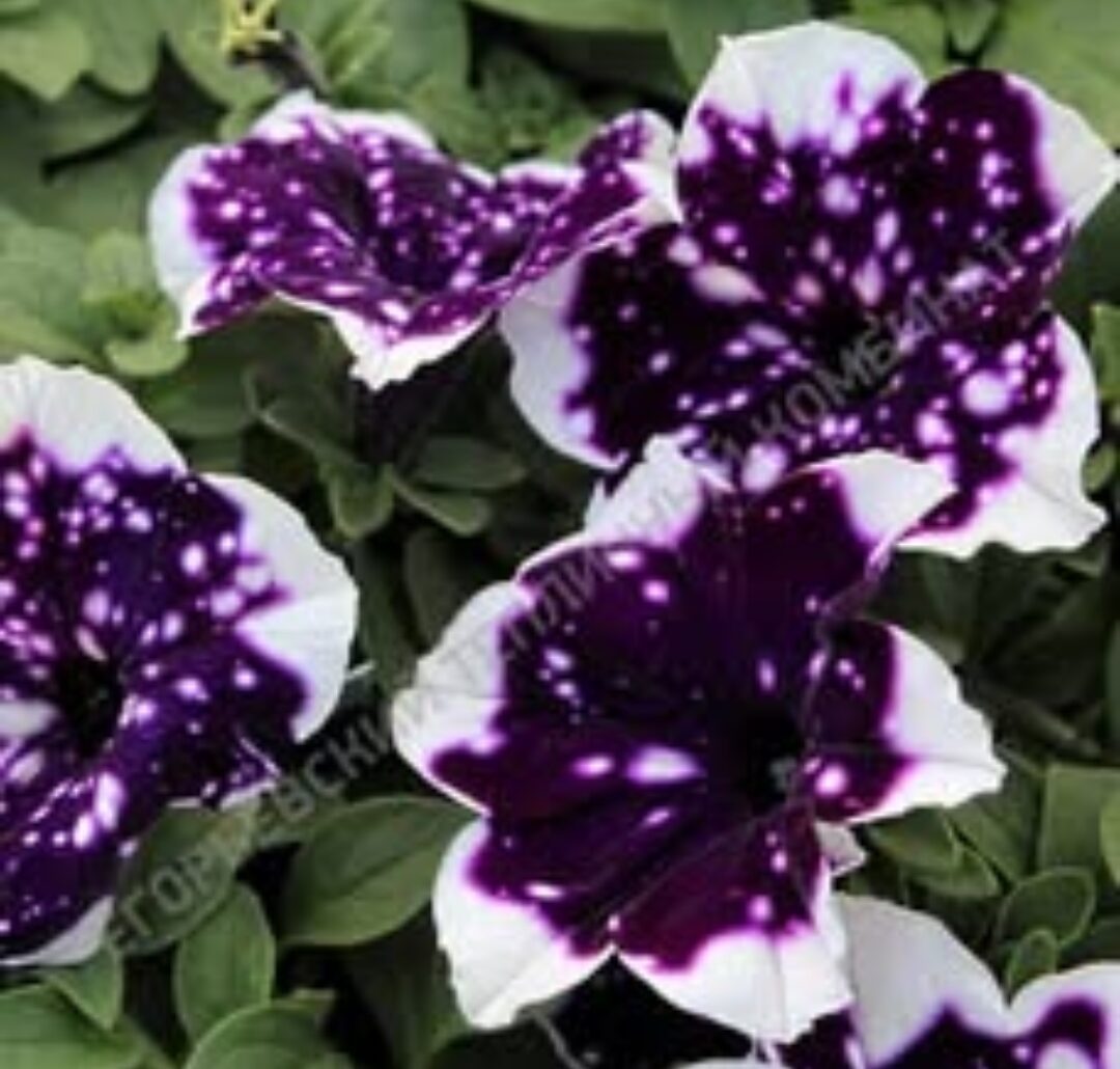Петуния AlpeTunia Glacier Sky. Укоренённый черенок.