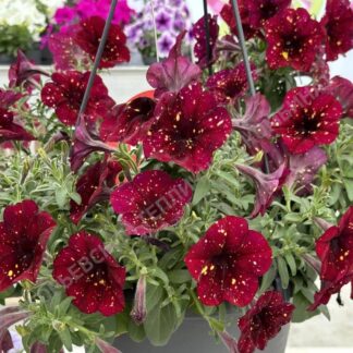 Петуния AlpeTunia Burgundy Sky. Укоренённый черенок.