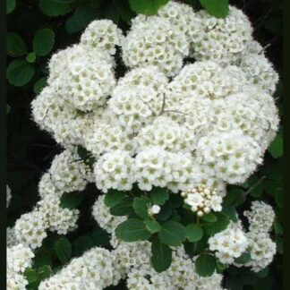 Спирея Albiflora. Горшок Р9.