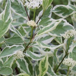 Дёрен(Cornus) белый Elegantissima. ГоршокР9.