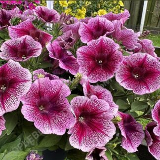 Петуния Capella Fuchsia Lace. Укоренённый черенок.