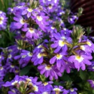 Сцевола Purple Haze. Укоренённый черенок.