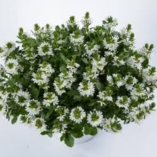 Сцевола White Touch. Укоренённый черенок.