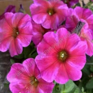 Петхоа Beautical Rose Star. Укоренённый черенок.