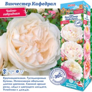 Роза 'Винчестер Кафедрал'