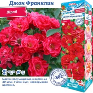 Роза "Джон Франклин" (Парковая)