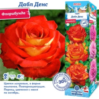 Роза Дабл Денс (Флорибунда)