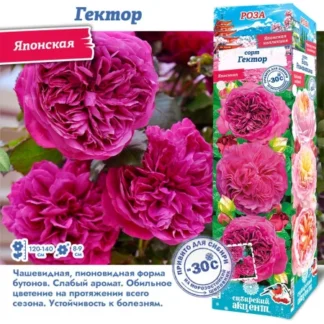 Роза Гектор (Японская)