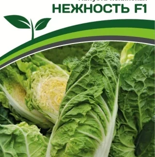 Капуста пекинская "Нежность F1". Фасовка - 0,5 гр.