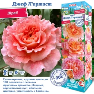 Роза Джеф Л Артист (Шраб)