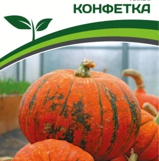 Тыква "Конфетка". Фасовка - 5 шт.