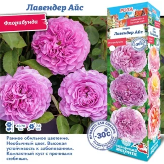 Роза Лавендер Айс (Флорибунда)