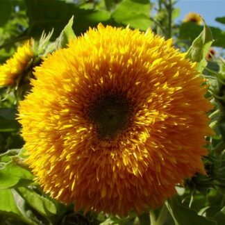 Подсолнечник однолетний (Helianthus annuus) Teddy Bear. Фасовка - 5 шт.