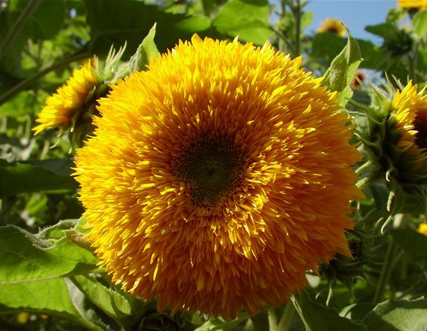 Подсолнечник однолетний (Helianthus annuus) Teddy Bear. Фасовка - 5 шт.