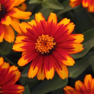 Цинния мариландская (Zinnia marylandica) Zahara Sunburst. Фасовка - 5 шт.