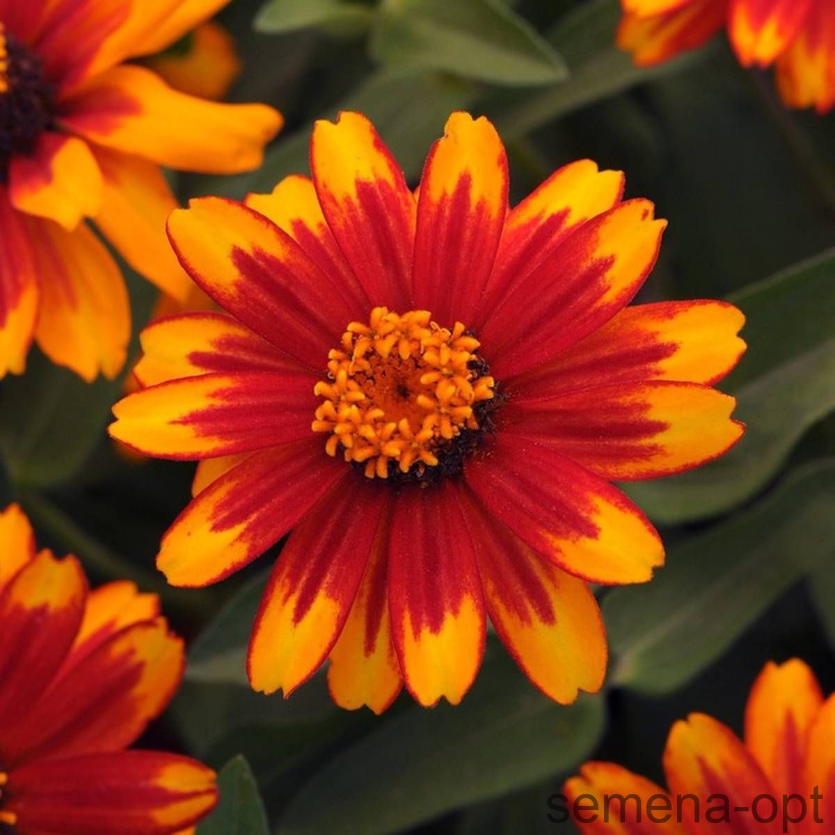 Цинния мариландская (Zinnia marylandica) Zahara Sunburst. Фасовка - 5 шт.