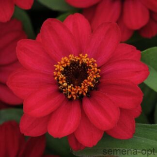 Цинния мариландская (Zinnia marylandica) Zahara Raspberry. Фасовка - 5 шт.