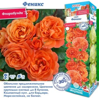 Роза Феникс (Флорибунда)