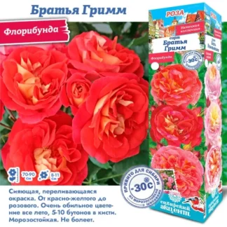 Роза Братья Гримм (Флорибунда)