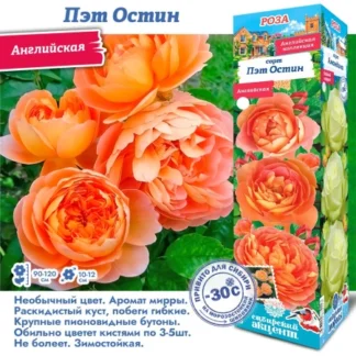 Роза Пэт Остин (Английская)