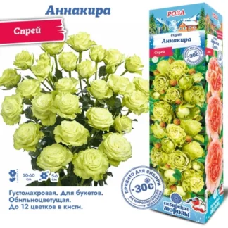 Роза Аннакира (Спрей)