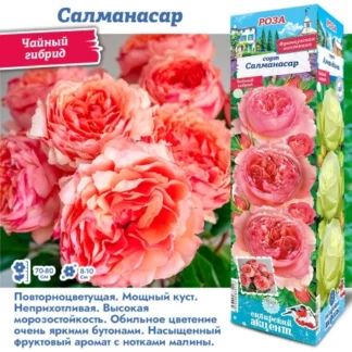 Роза Салманасар (Чайно-гибридная)