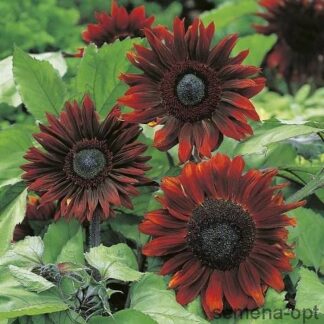 Подсолнечник однолетний (Helianthus annuus) Claret F1. Фасовка - 5 шт.