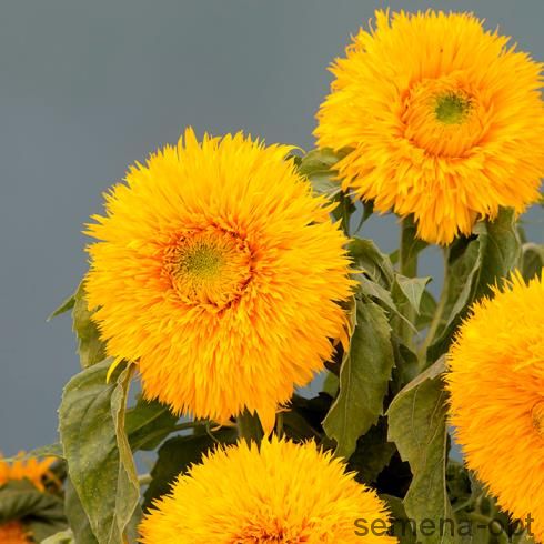 Подсолнечник однолетний (Helianthus annuus) Sunking. Фасовка - 5 шт.
