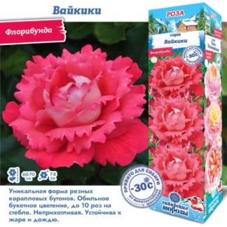 Роза Вайкики (Флорибунда)