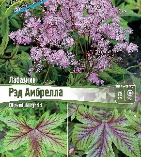 Лабазник "Рэд Амбрелла" ОКС