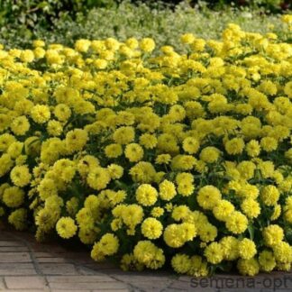 Цинния мариландская (Zinnia marylandica) Zahara Double Yellow (PanAmerican). Фасовка - 5 шт.
