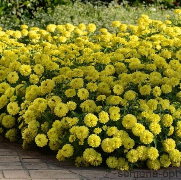 Цинния мариландская (Zinnia marylandica) Zahara Double Yellow (PanAmerican). Фасовка - 5 шт.