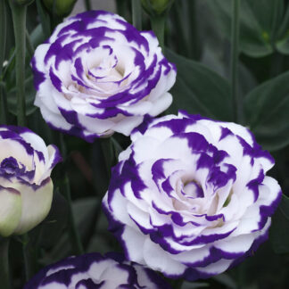 Эустома "Супер Мэджик Капри Блю Пикоти"(Takii Seed). Фасовка - 5 шт.