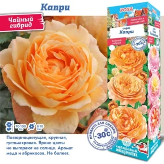 Роза Капри (Чайно-гибридная)