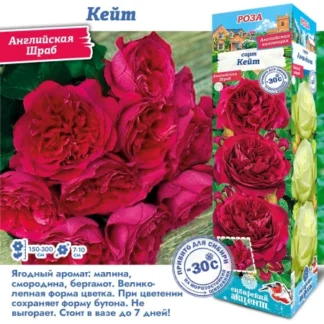Роза Кейт (Английская)