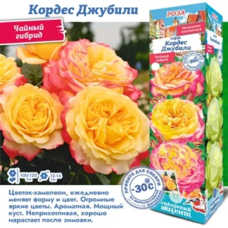 Роза Кордес Джубили (Чайно-гибридная)