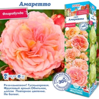 Роза Амаретто (Флорибунда).