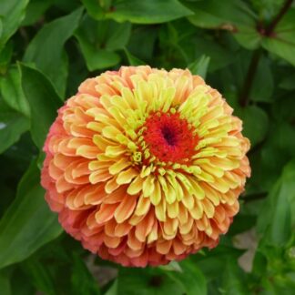 Цинния Квини Лайм Оранж(Floragran). Фасовка - 5 шт.
