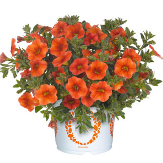 Калибрахоа Aloha Kona Orange. Укоренённый черенок.