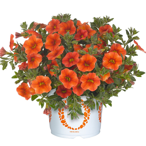 Калибрахоа Aloha Kona Orange. Укоренённый черенок.
