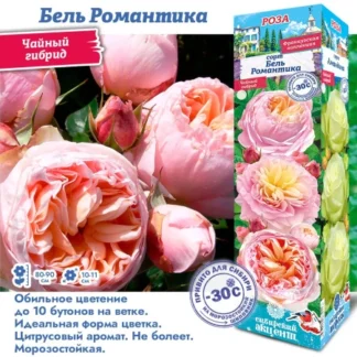 Роза Бель Романтика (Чайно-гибридная)