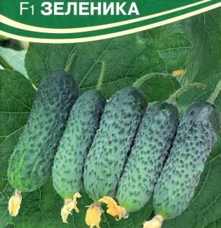 Семена огурца Зеленика F1. В пакетике-5 шт.