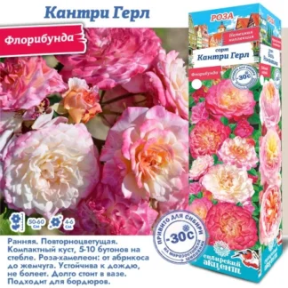 Роза Кантри Герл (Флорибунда)