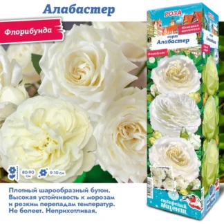 Роза Алабастер (Флорибунда).