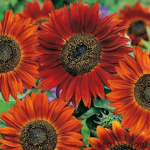 Подсолнечник однолетний (Helianthus annuus) Velvet Queen. Фасовка - 5 шт.
