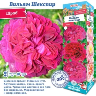 Роза Вильям Шекспир (Шраб)
