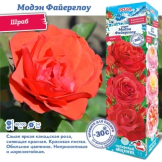 Роза Модэн Файерглоу (Канадская)